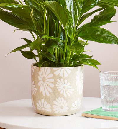 Beige Daisy Pot