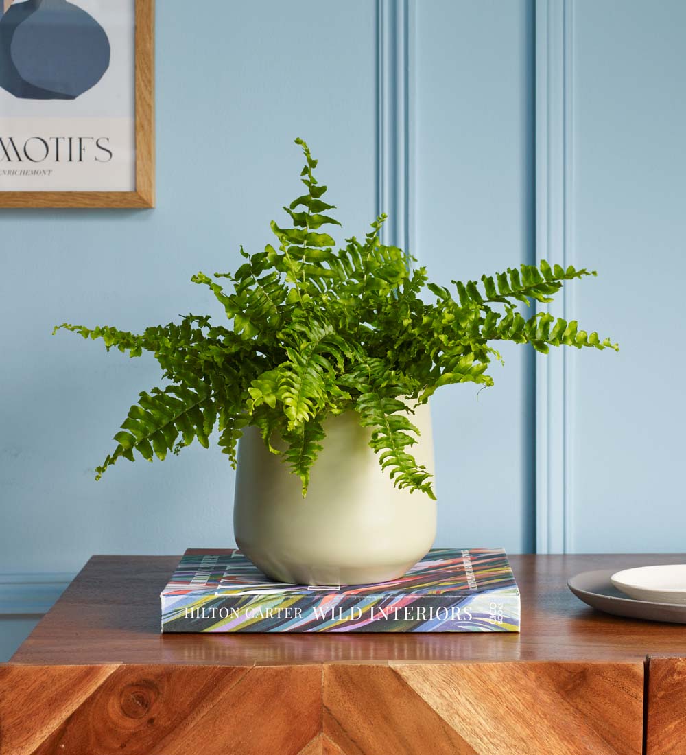 Boston Fern & Pot