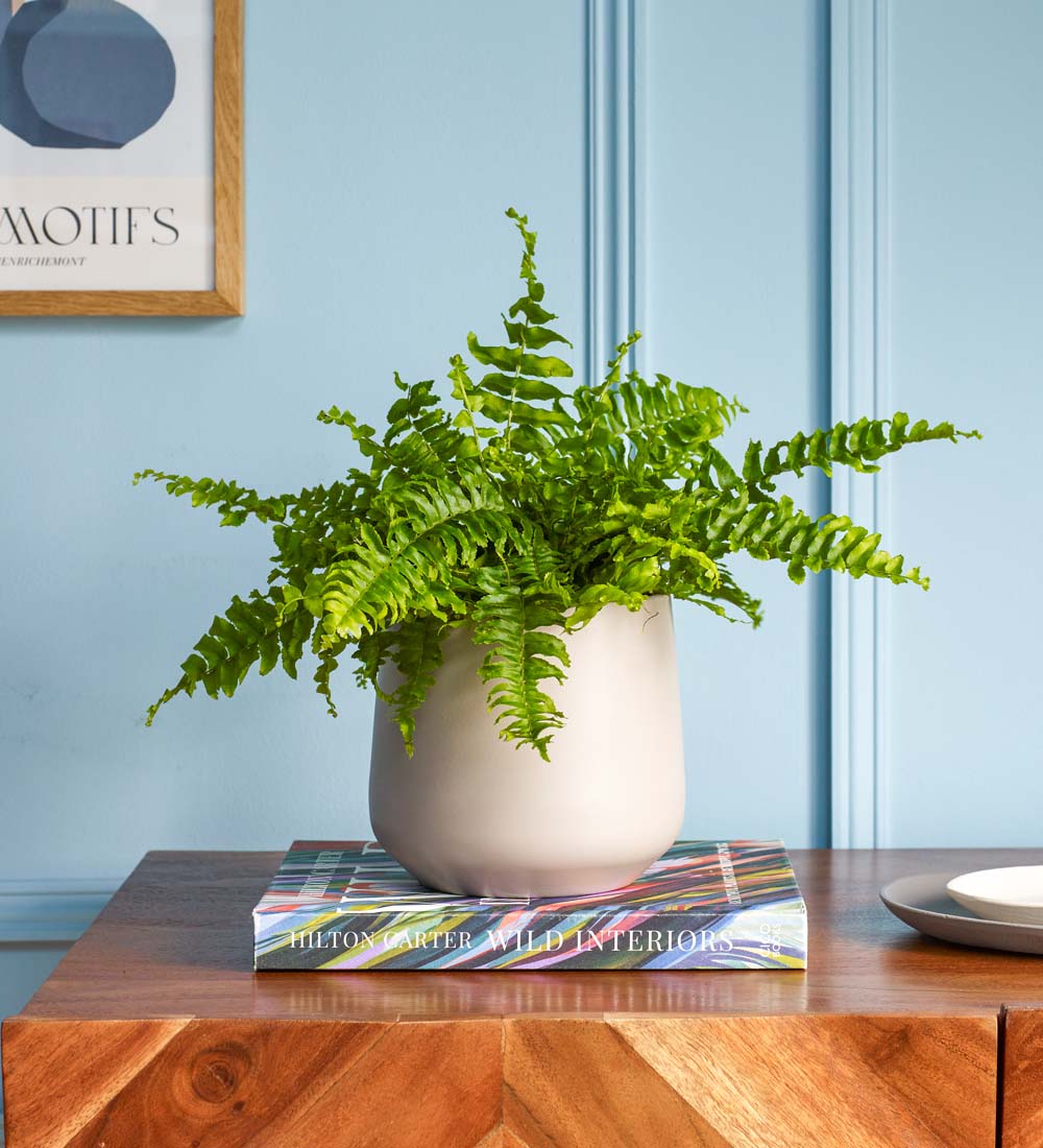 Boston Fern & Pot