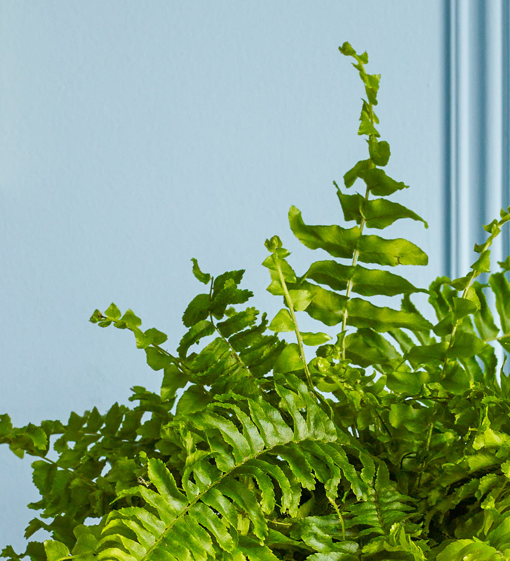 Boston Fern & Pot