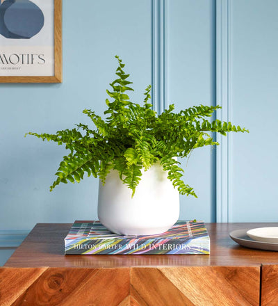 Boston Fern & Pot