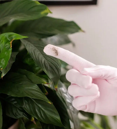 Houseplant Cleaning Gloves