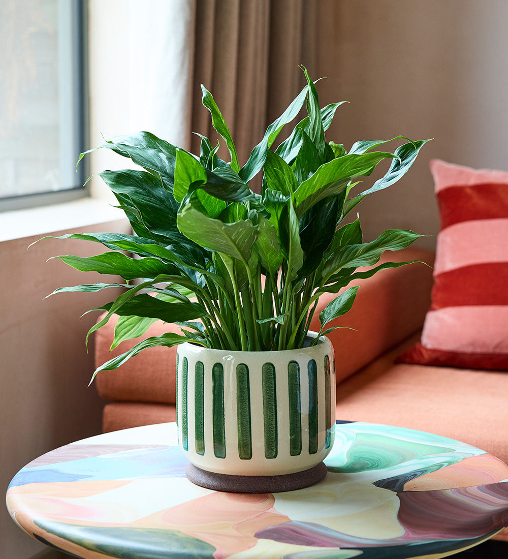 Green Stripe Pot