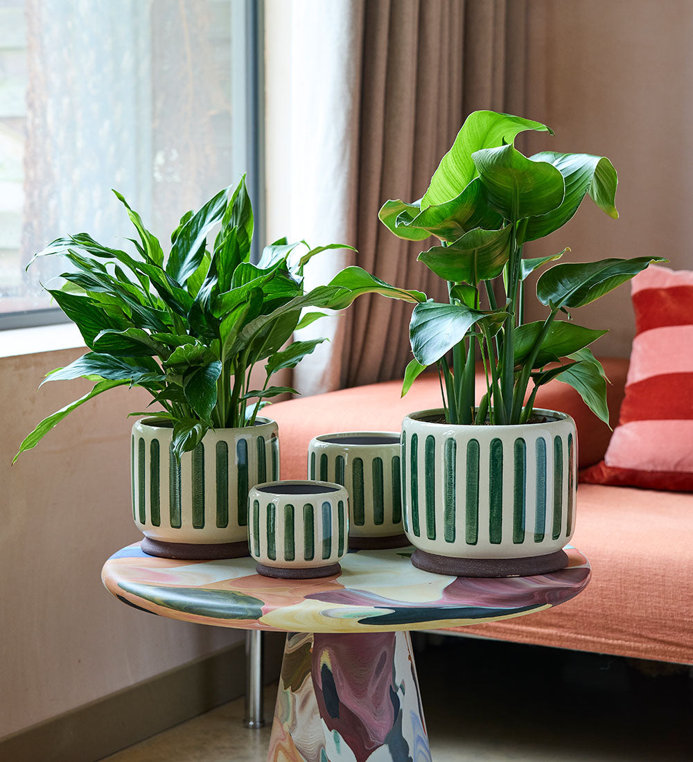 Green Stripe Pot