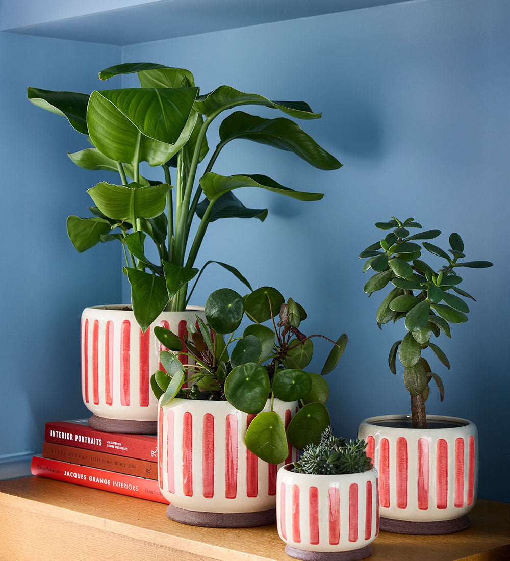 Red Stripe Pot