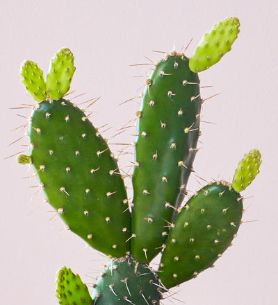 Cacti & Pot