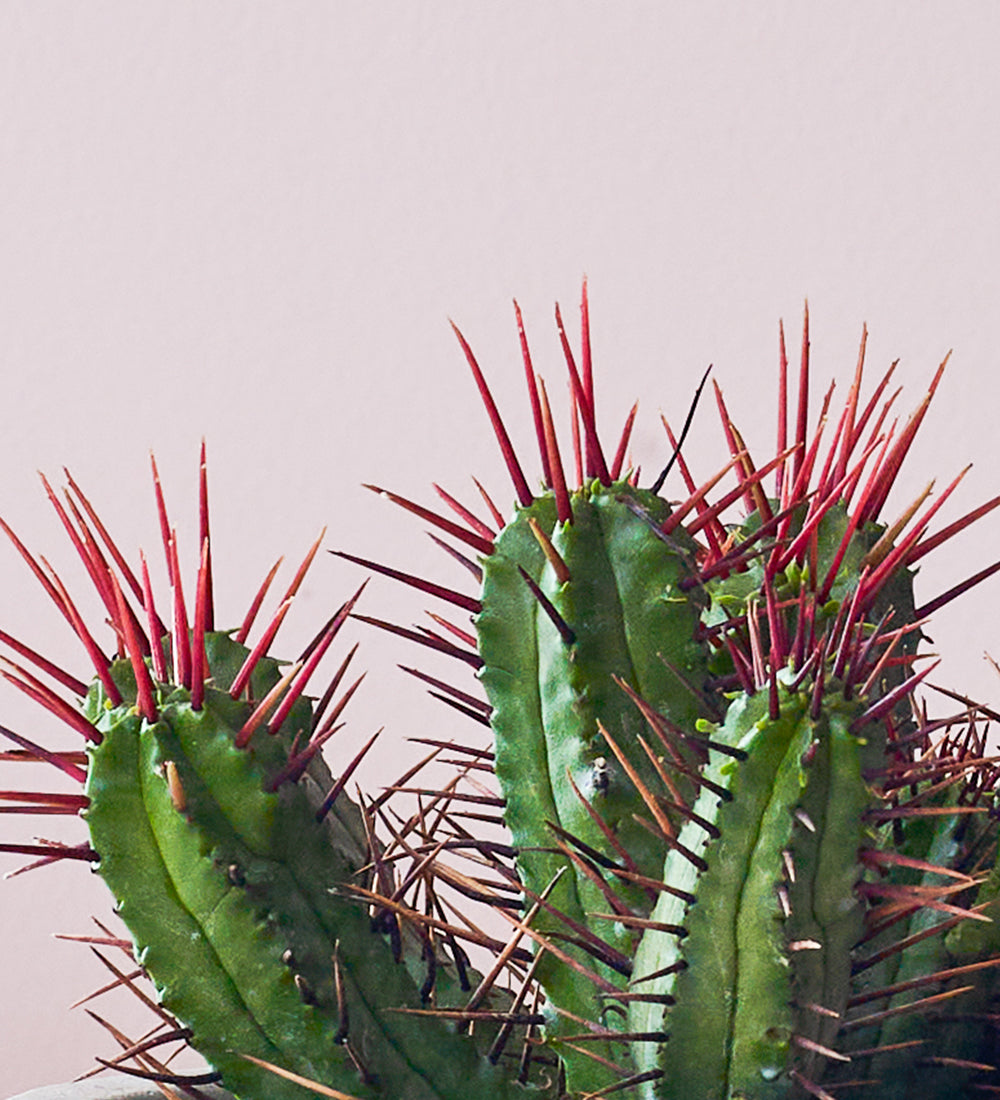 Cacti & Pot