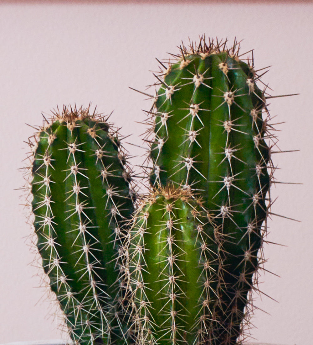 Cacti & Pot