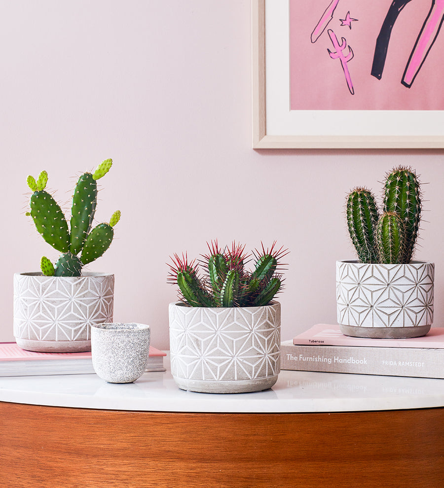 Cacti & Pot