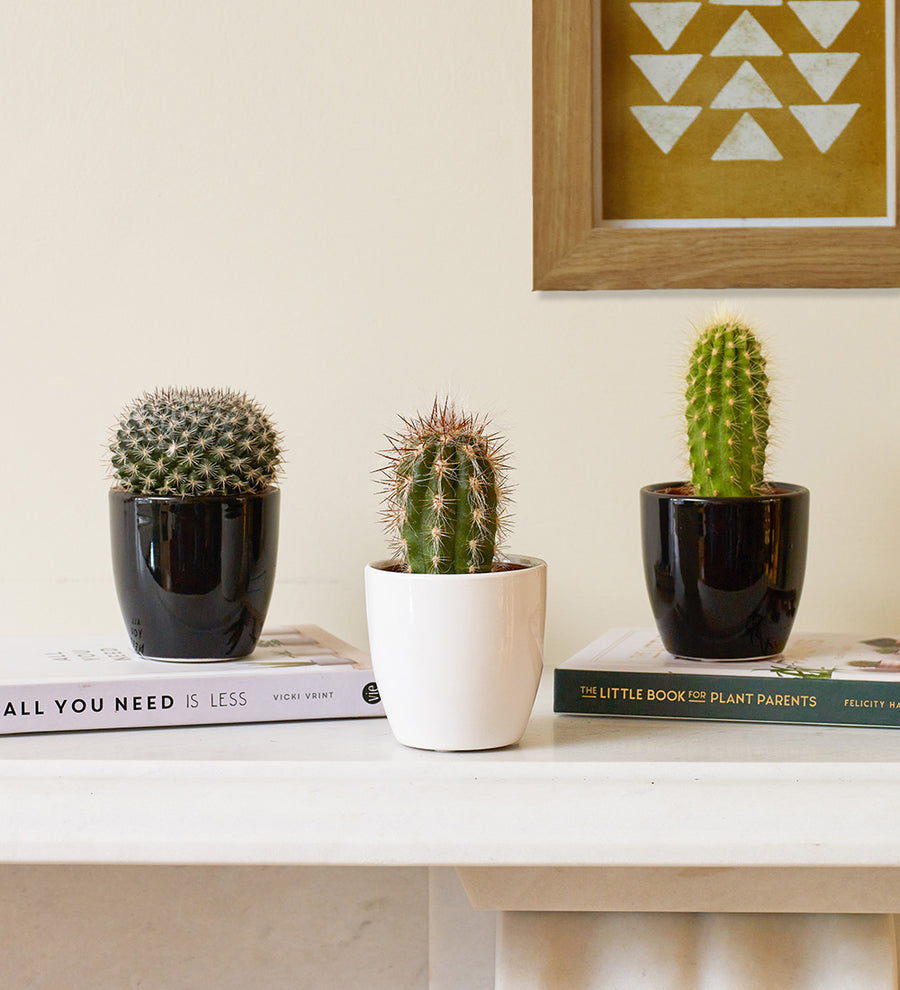 Cacti & Pot