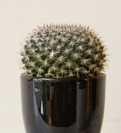 Cacti & Pot