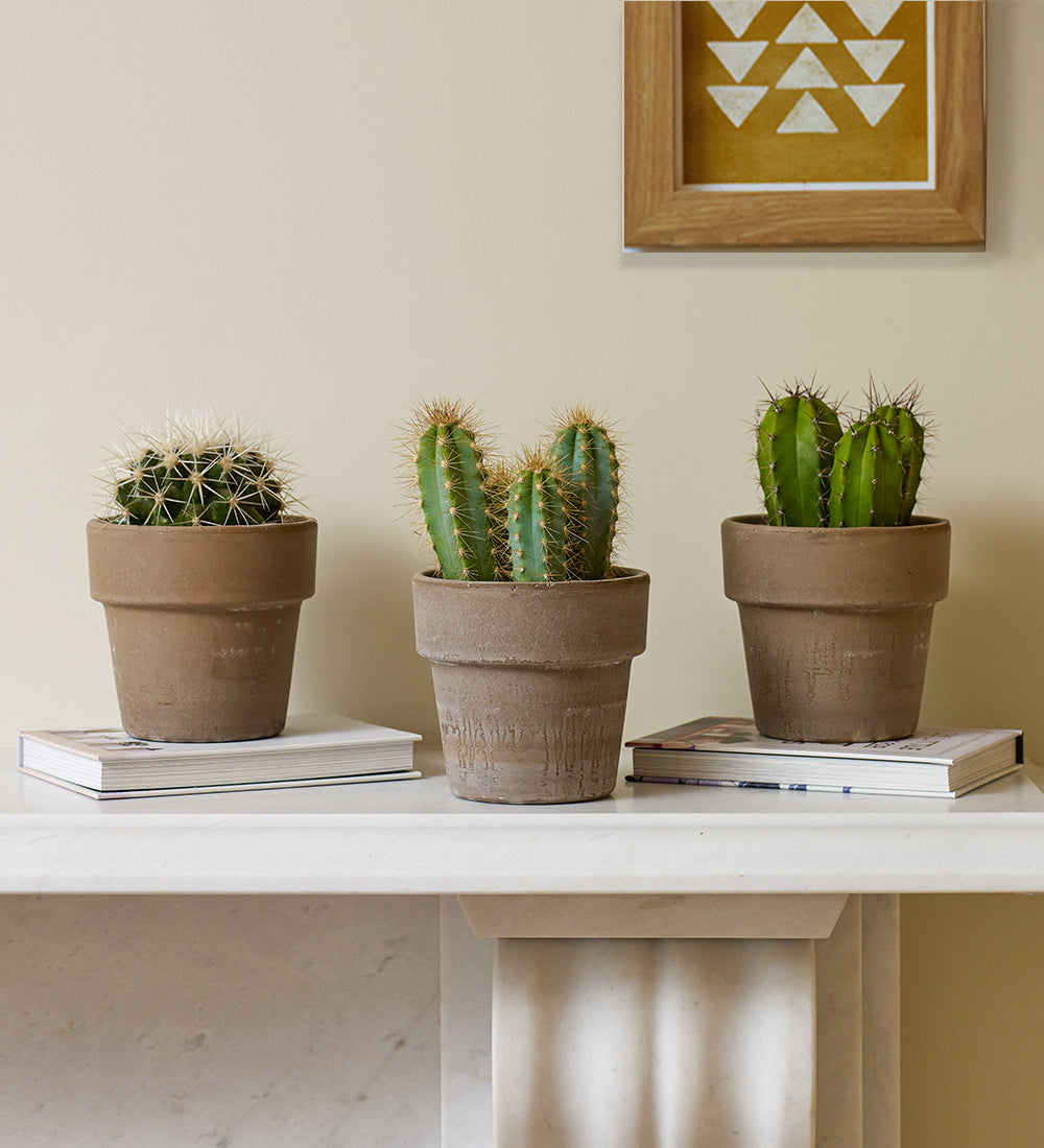 Cacti & Pot