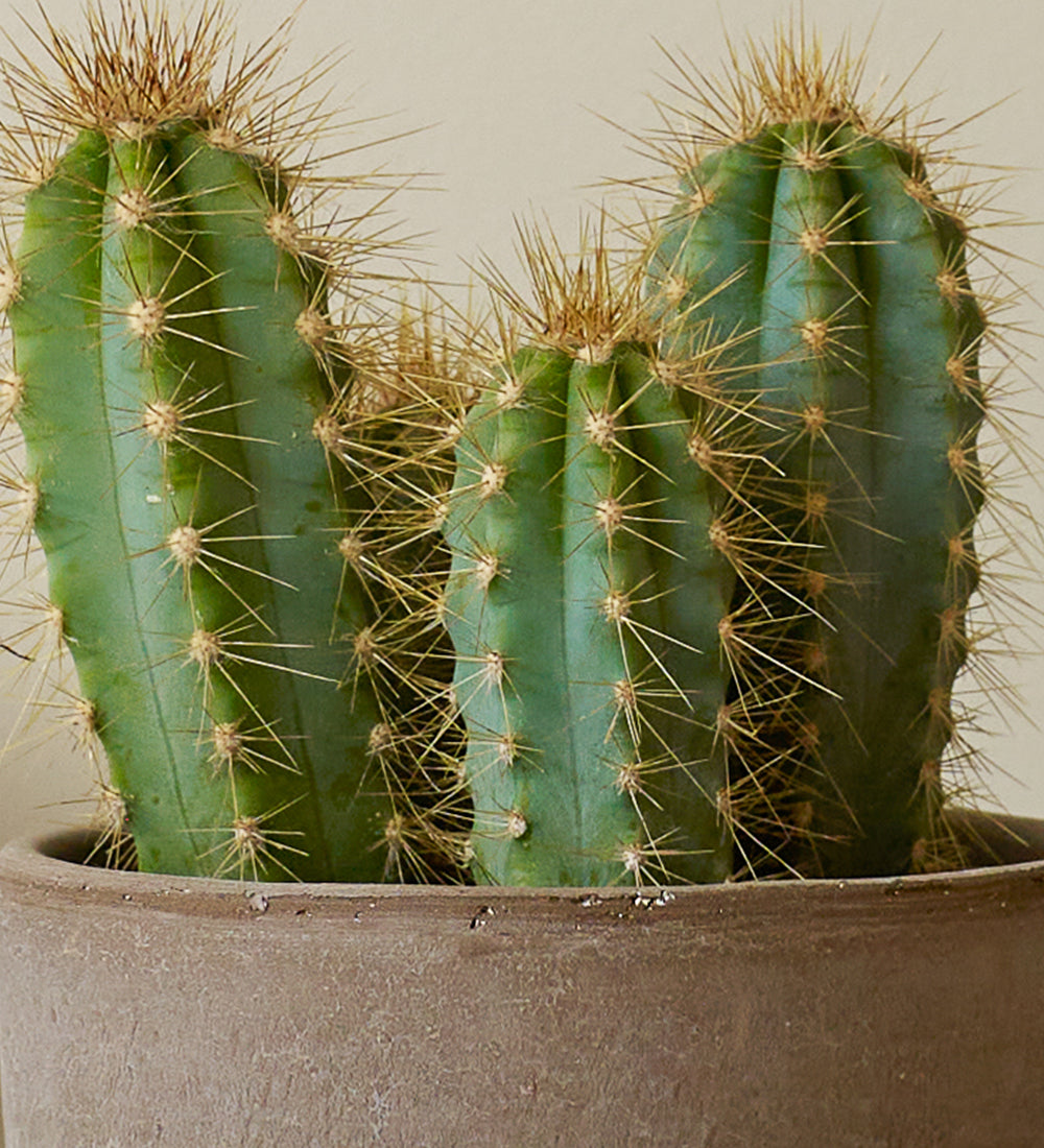 Cacti & Pot