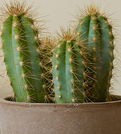 Cacti & Pot