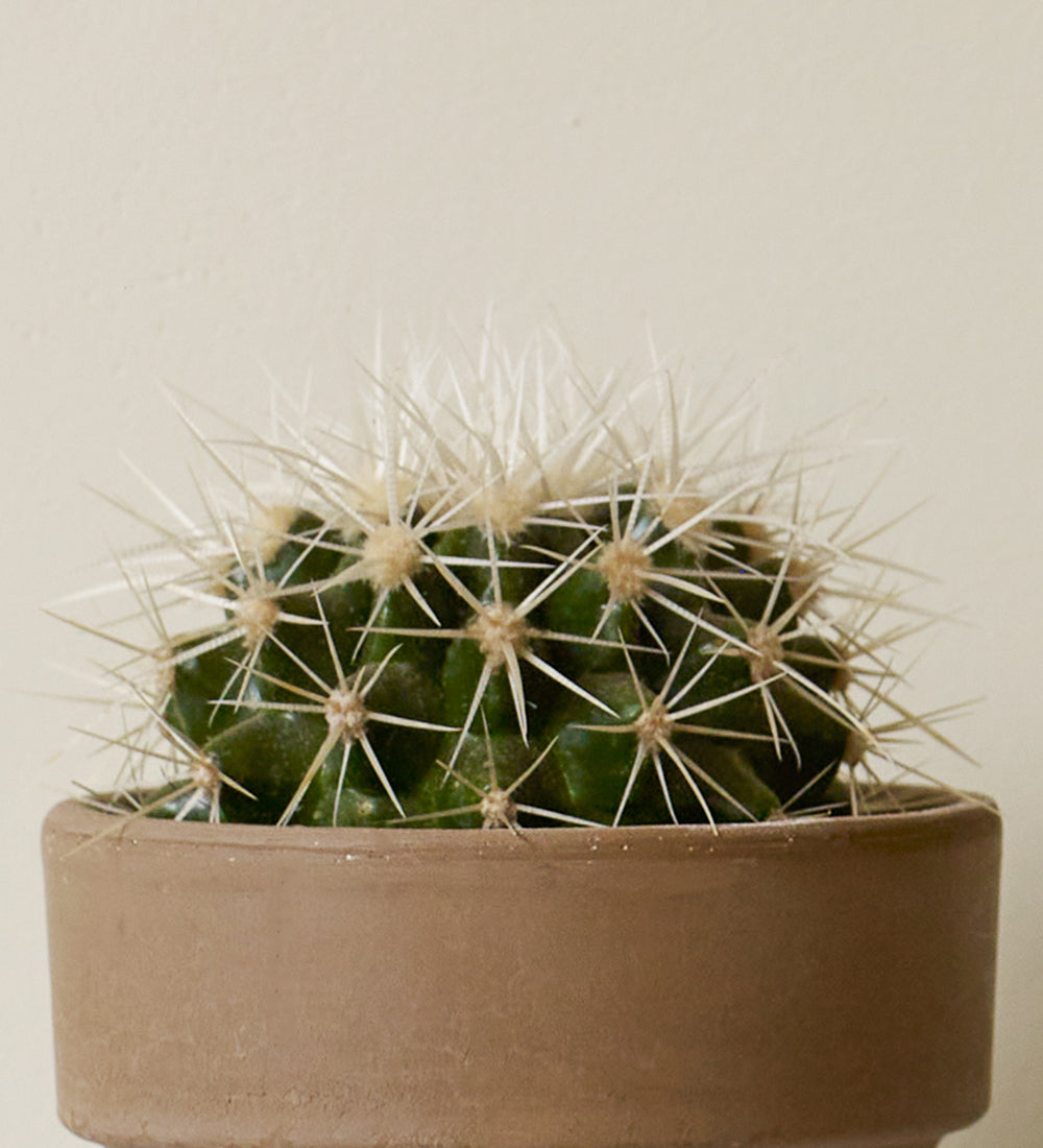 Cacti & Pot