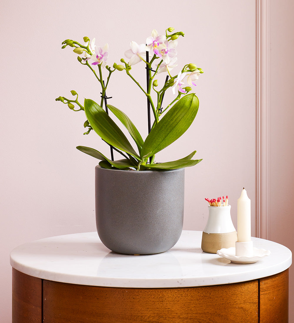 Dazzling Blossom Orchid & Pot