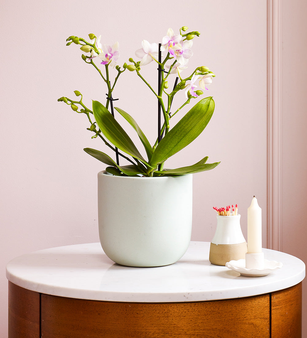 Dazzling Blossom Orchid & Pot