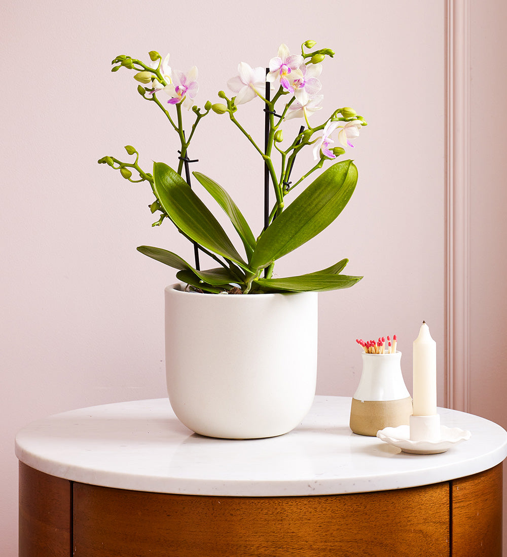 Dazzling Blossom Orchid & Pot