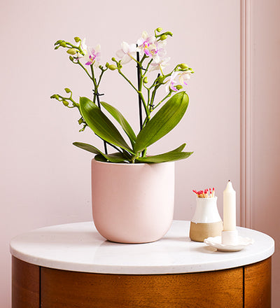 Dazzling Blossom Orchid & Pot