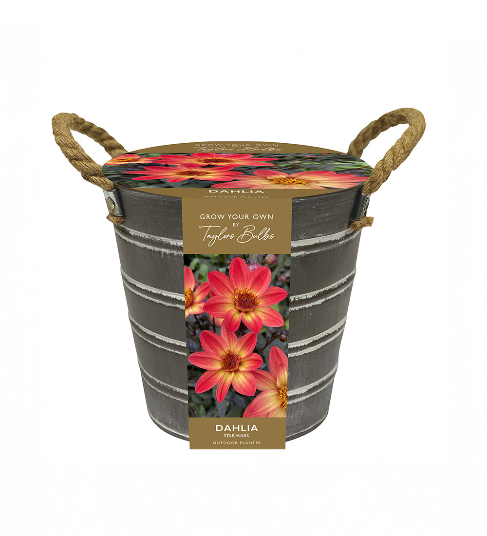 Dahlia Bulbs in Bucket