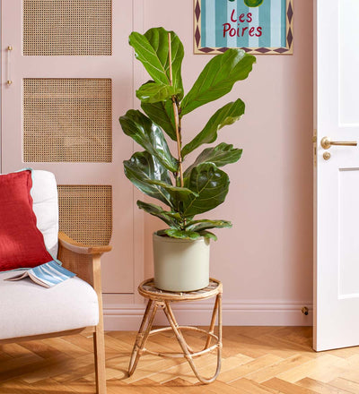 Fiddle-leaf Fig & Pot