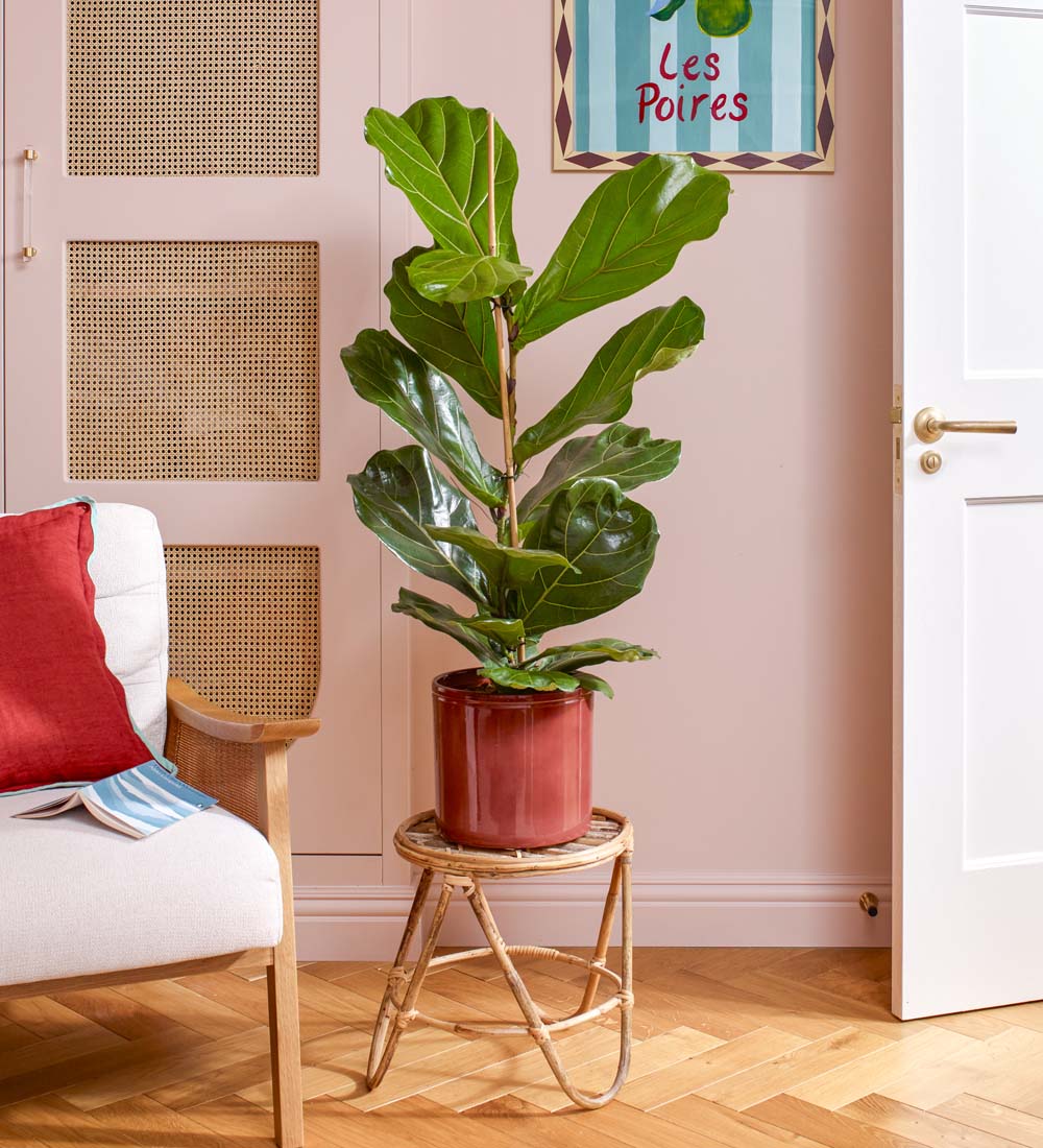 Fiddle-leaf Fig & Pot