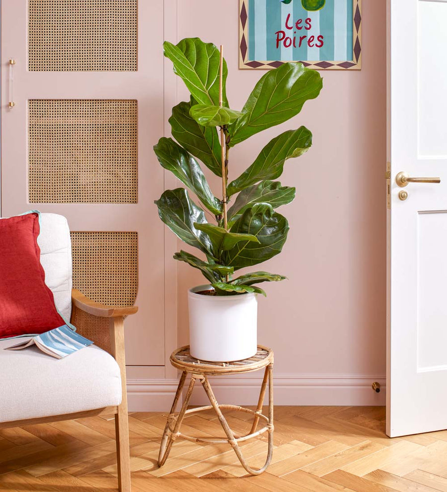 Fiddle-leaf Fig & Pot