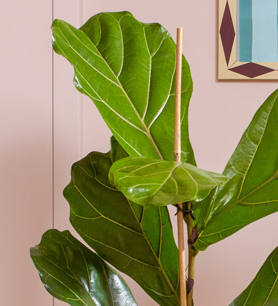 Fiddle-leaf Fig & Pot