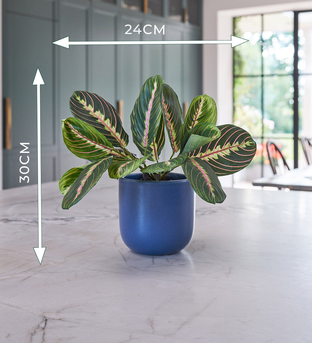 Artificial Prayer Plant