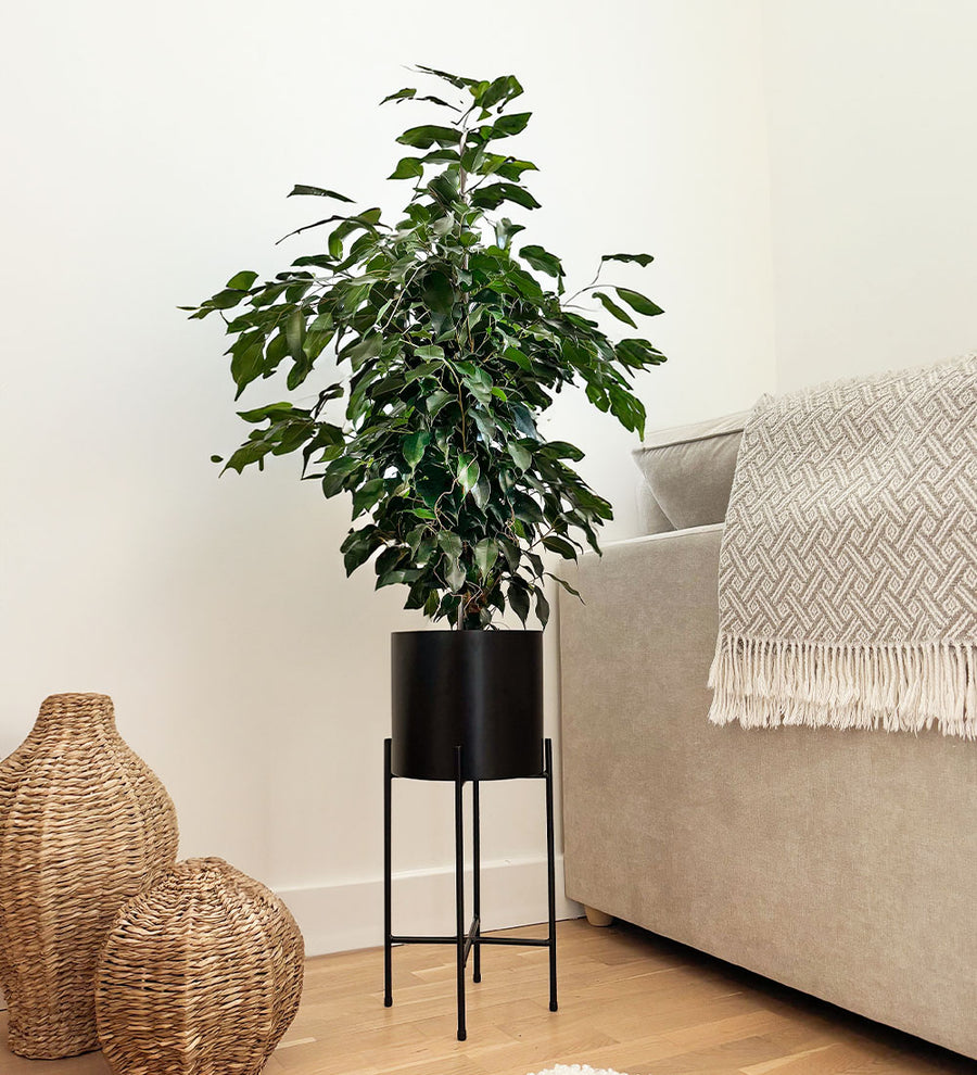 Ficus Benjamina