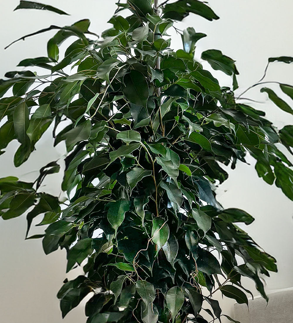 Ficus Benjamina