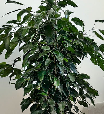 Ficus Benjamina