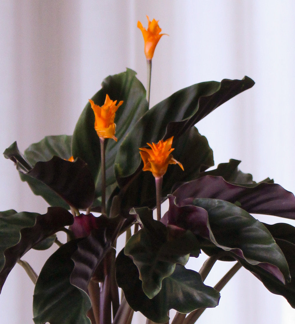 Flowering Calathea & Pot