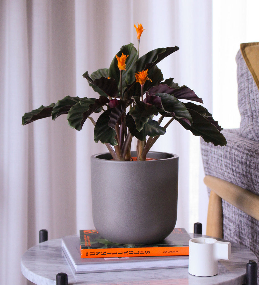 Flowering Calathea & Pot