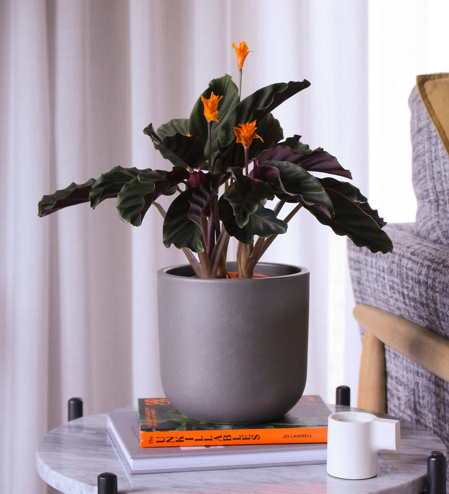 Flowering Calathea