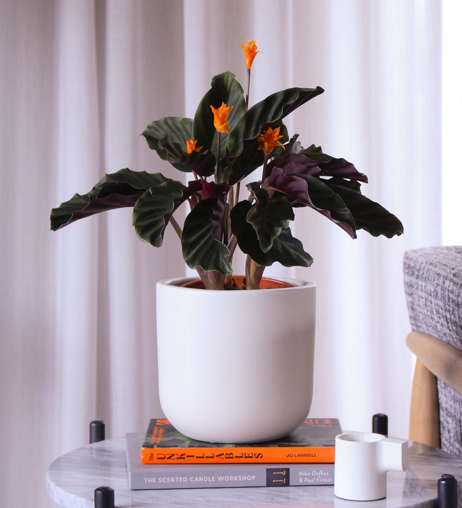 Flowering Calathea & Pot