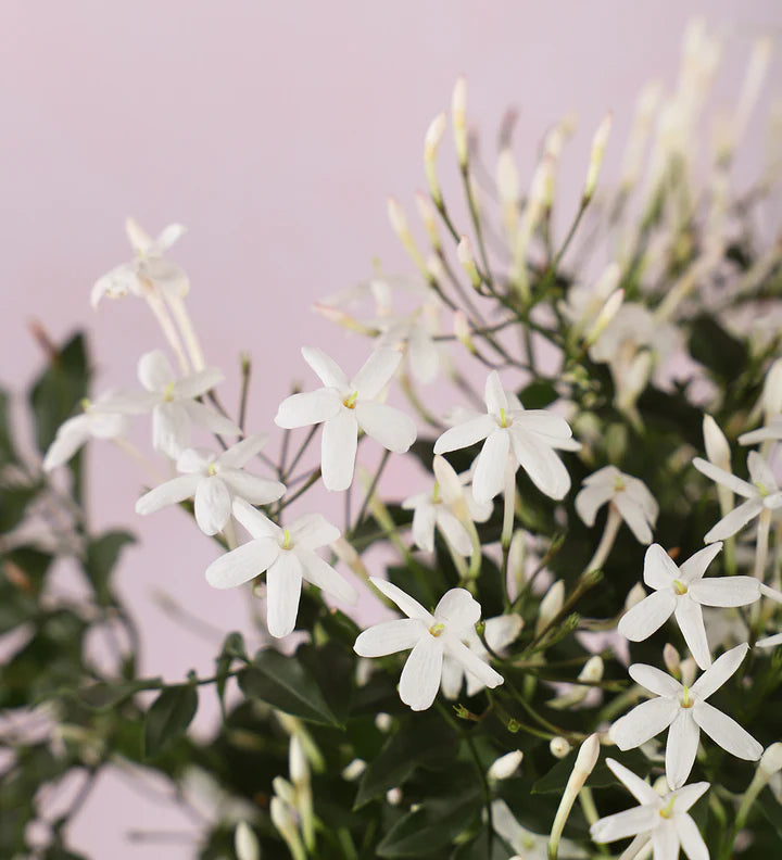 Pet Friendly Houseplant Subscription