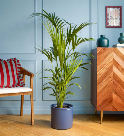 Large Kentia Palm & Pot