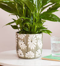 Khaki Daisy Pot Image