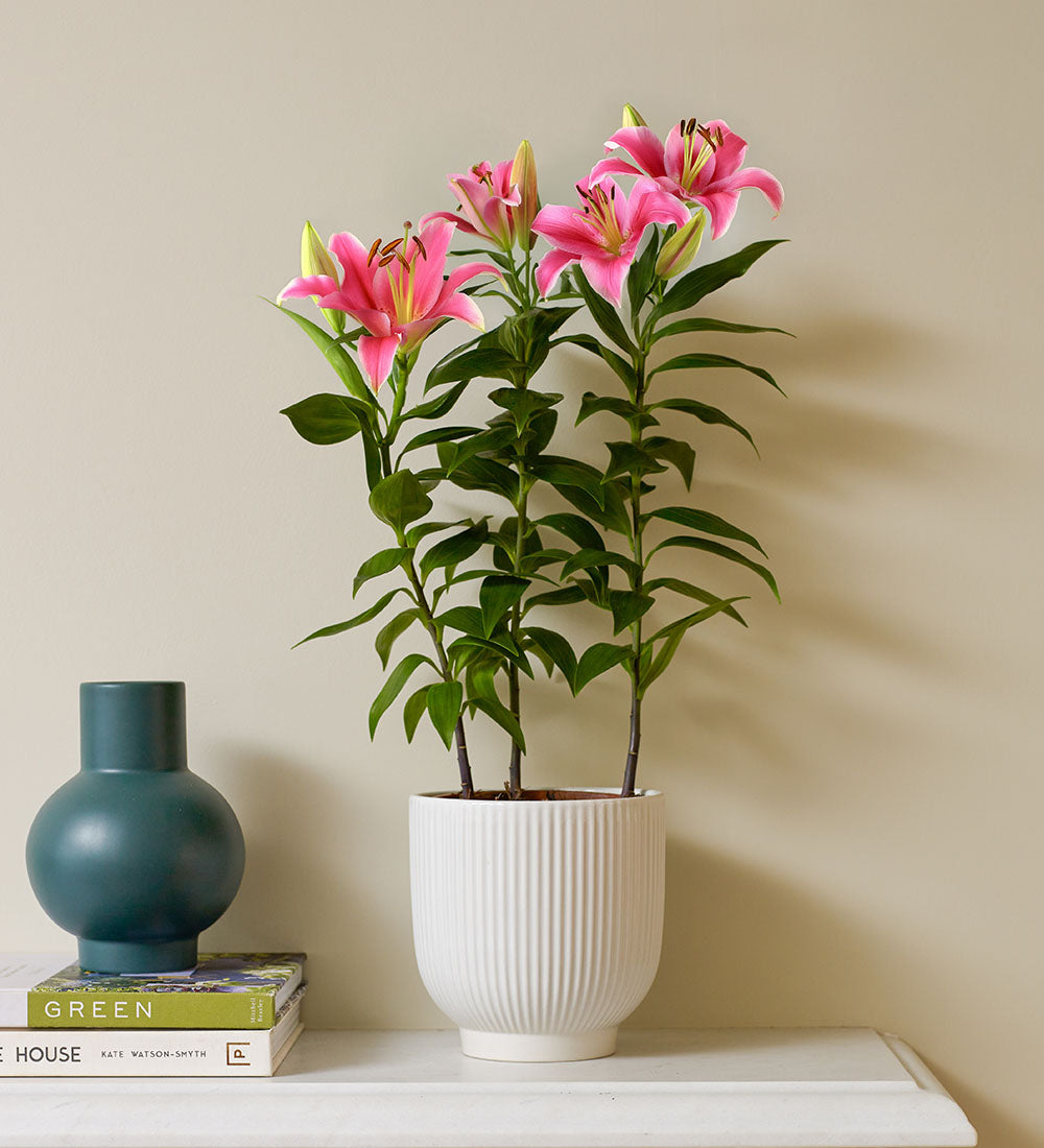 Oriental Lily & Pot