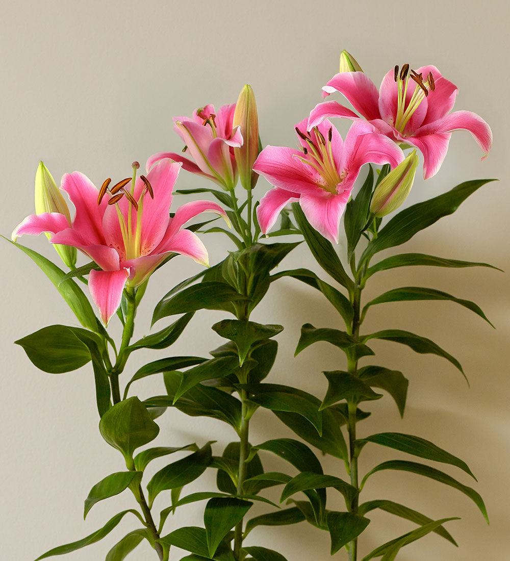 Oriental Lily & Pot