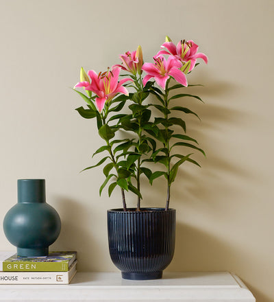 Oriental Lily & Pot