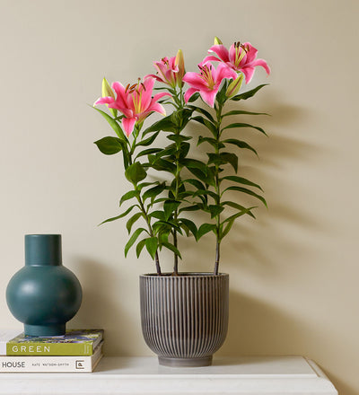 Oriental Lily & Pot