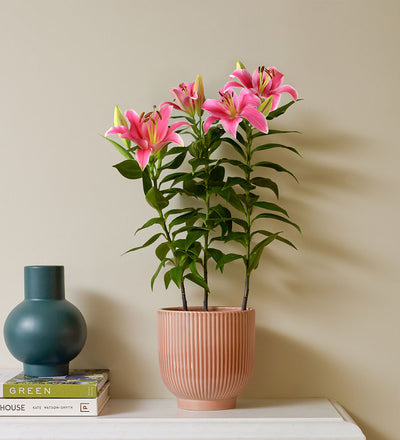 Oriental Lily & Pot