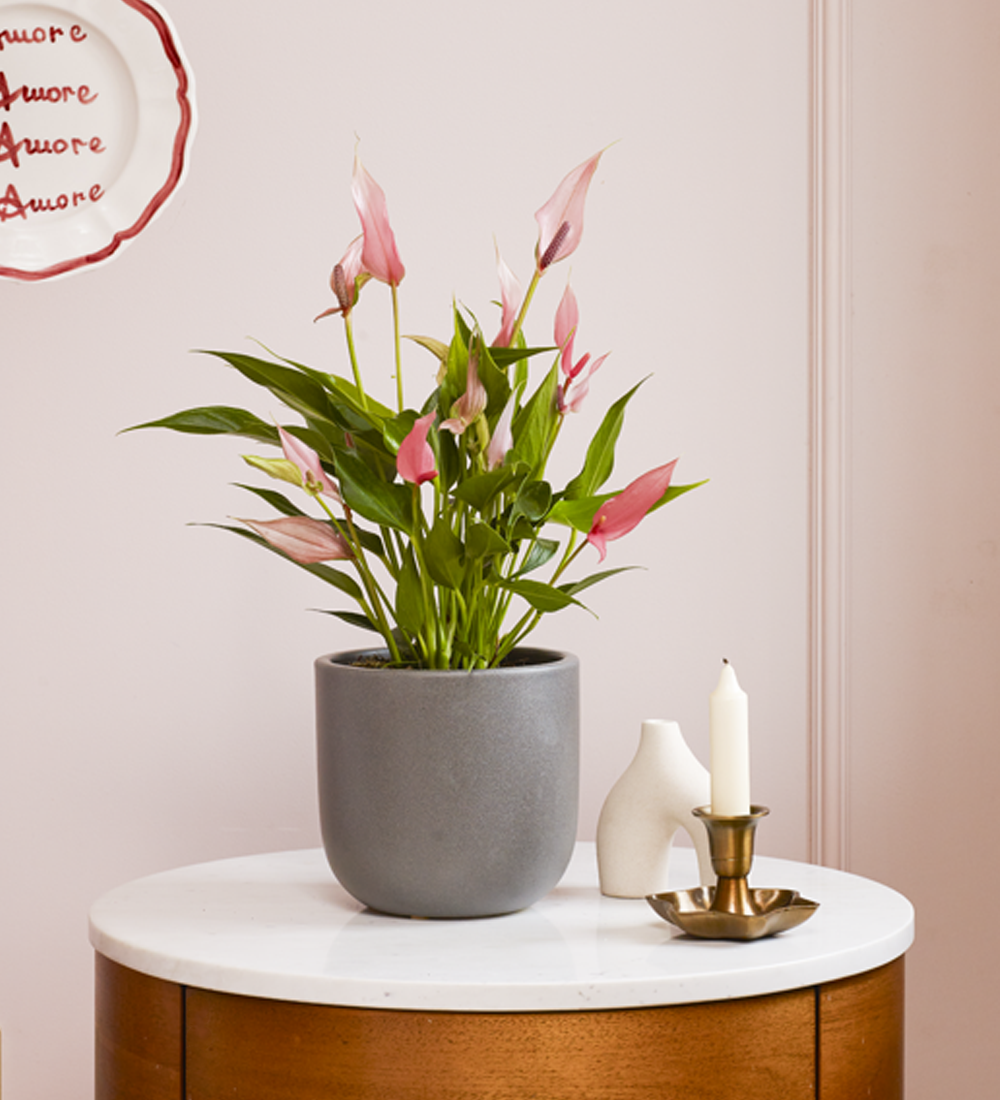 Anthurium Lilli & Pot