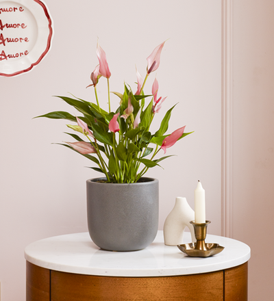 Anthurium Lilli & Pot