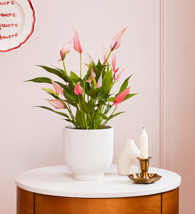 Anthurium Lilli & Pot