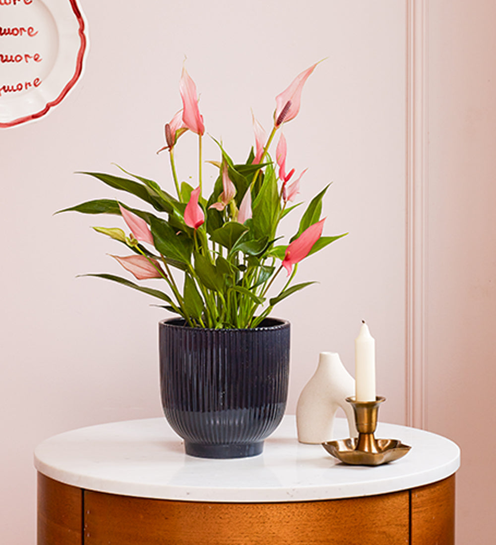 Anthurium Lilli & Pot