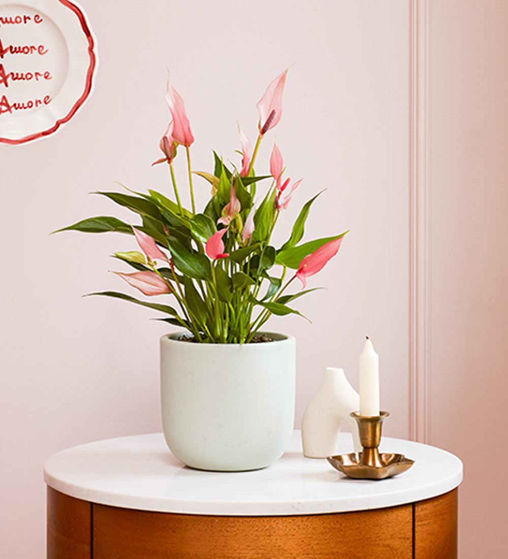 Anthurium Lilli & Pot