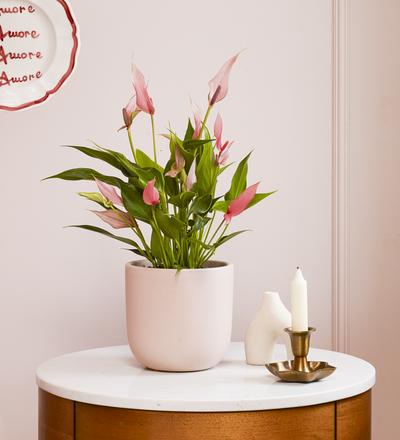 Anthurium Lilli & Pot